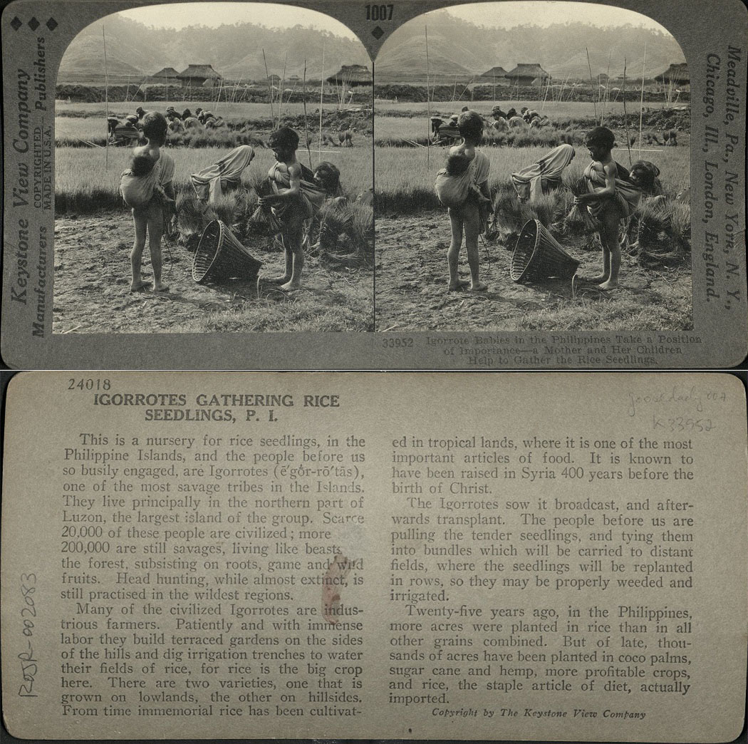 Igorrote [Igorot] Babies in the Philippines Take a Position of Importance – a Mother and her Children Help to Gather the Rice Seedlings.